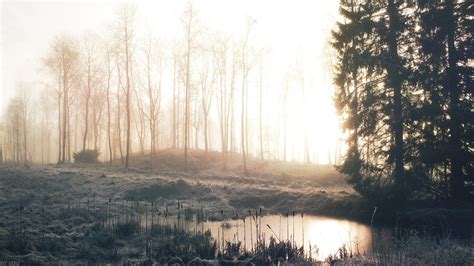 1920x1080 Resolution Bare Trees Morning Mist Forest Lights Hd