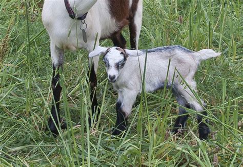 Check spelling or type a new query. How to Raise and Care for Baby Goat Kids