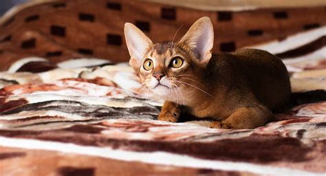 Abyssinian Cat Breed Information Center A Complete Breed Guide