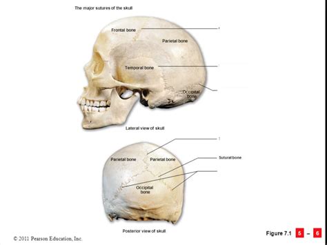 Major Sutures Of The Human Skull Diagram Quizlet