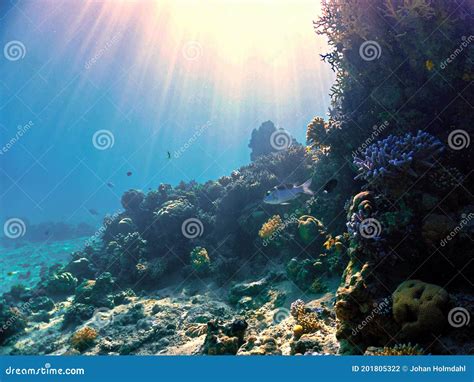 Underwater Scene With Sunlight At Coral Reef Stock Photo Image Of