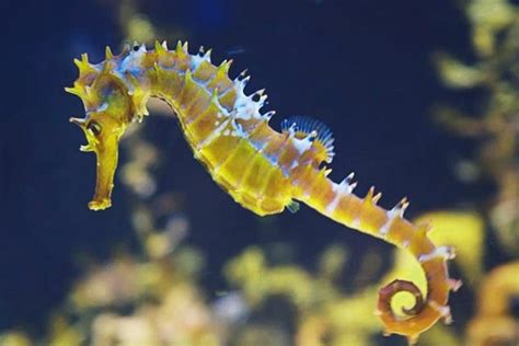 Están enamoradas karina y marina? CABALLITO DE MAR | Tamaño, peso y donde vive el caballito ...