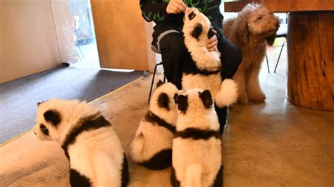 Chinese Cafe Paints Dogs To Look Like Giant Pandas Ctv News