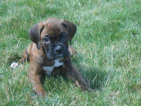 Find a healthy boxer puppy guaranteed! AKC BOXER PUPPIES~ EUROPEAN LINES ~ 2 LEFT for Sale in ...