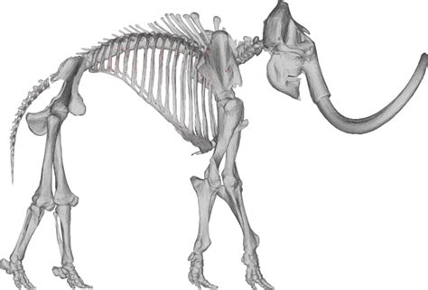 Mammoth Skeleton 3d Free Svg