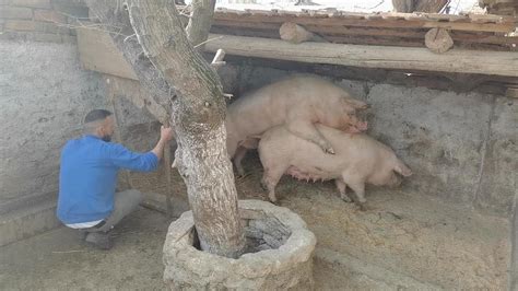 Finally We Do The Mating On The 3rd Day Sow Landrace Vs Boar Pietrain