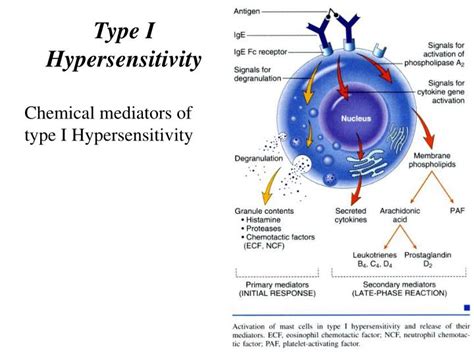 Ppt Type I Hypersensitivity Allergy And Anaphylaxis Powerpoint
