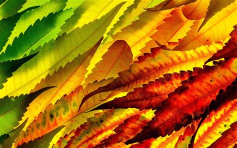 Assorted Color Leaves Imac Wallpaper Download Allmacwallpaper