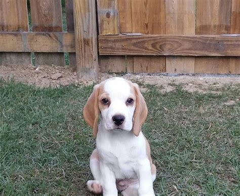 A lemon beagle puppy likes to please and behave in a manner that makes their master happy. Lemon Beagle Puppies For Adoption | Beagle Puppy