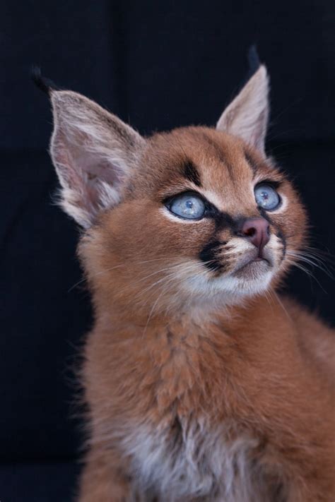 Caracal Kittens Originated From Africa Baby Kittens Have Folded Ears