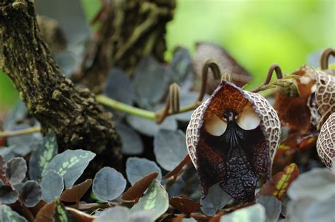 10 Fascinating Plants That Look Like Animals Like Animals Orchid