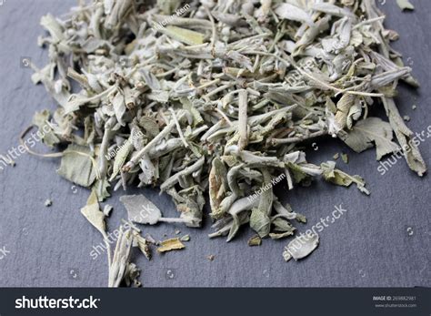 Dried Sage Plant Salvia Officinalis Leaves Whole Herb For Incense
