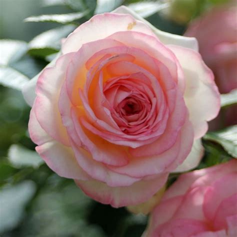 Eden Rose 85 Online Kaufen Rosen Tantau