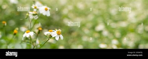 Landscape Of Small White Flower Background Stock Photo Alamy