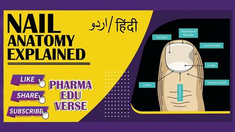 Nail |Epidermal Appendages| Structure |Function|Urdu/Hindi|Pharma Edu