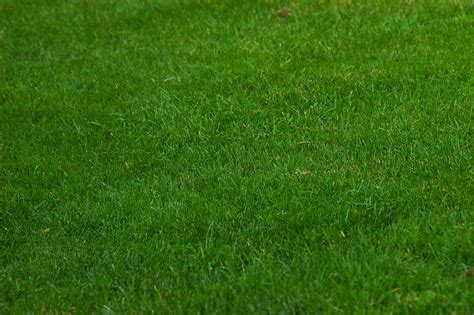 Check spelling or type a new query. Just me...just sayin': Great Expectations: Lawns that much are expected of.
