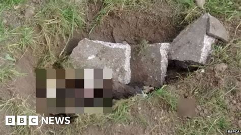 Stoke On Trent Puppies Found Dead In Shallow Grave Bbc News