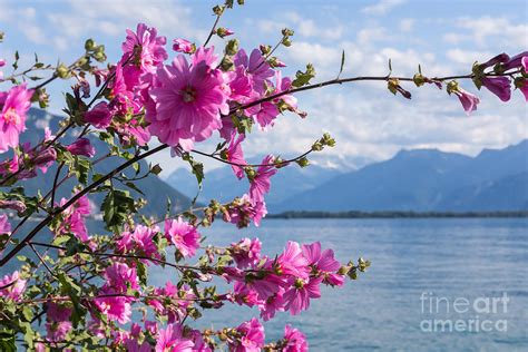 Flowers Against Mountains And Lake Photograph By Rtstudio Fine Art