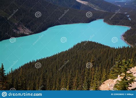 Dramatic Turquoise Color Of The Water Of Peyto Lake Stock Photo Image