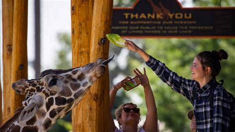 Giraffe Feeding Station Open Morning Como Zoo Conservatory