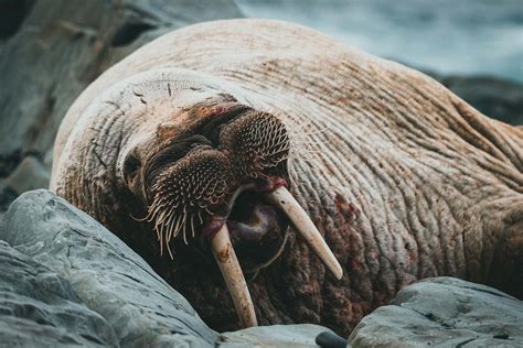 7 Walrus Facts That You Probably Didnt Know