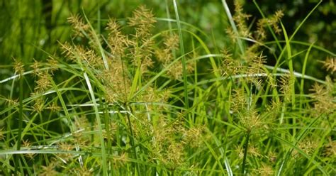 Bisa juga digunakan untuk merajang batang/ranting daun nilam untuk produksi. MANFAAT RUMPUT BAGI KESEHATAN - Iwan Ridwan