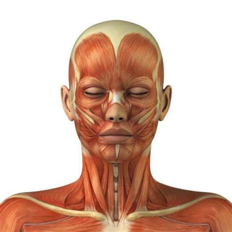 Músculos Da Face E Da Cabeça Nomes Anatomia E Funções 2022