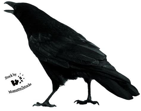 Crow Png Transparent Images Png All