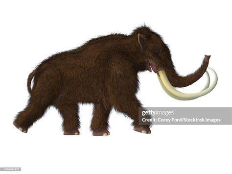 A Male Woolly Mammoth Side View On White Background High Res Vector