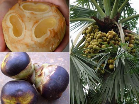 Pin On Fruits Of Bangladesh