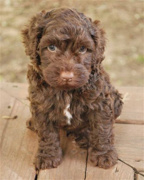 Australian doodle puppies for sale. 25 Australian Labradoodle Puppies You Will Love | FallinPets