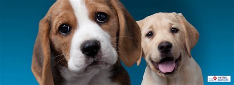 Learn about the benefits of some great food products for small dogs to improve your pup's disposition and physical health. Authority® Dog Food, Puppy Food & Treats | PetSmart