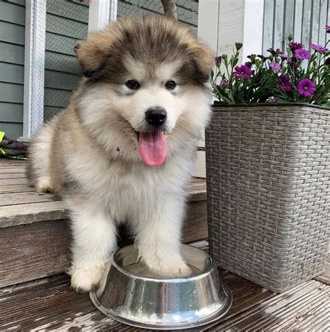 15 Photos Of Adorable Chubby Alaskan Malamute Puppies With Fluffy