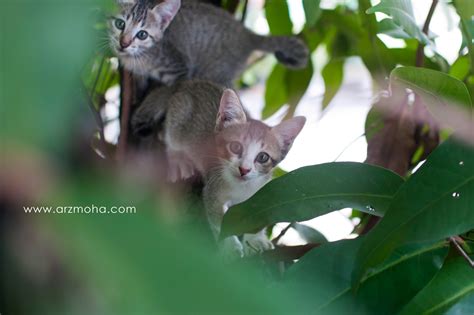 Berikut adalah 35 gambar kucing comel yang lucu dan menggelikan hati. Gambar Anak Kucing Comel Yang Hilang