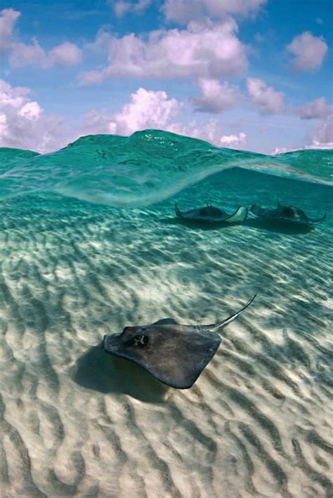 Clear Enough To Watch The Stingrays Fly Ocean Life Ocean Creatures