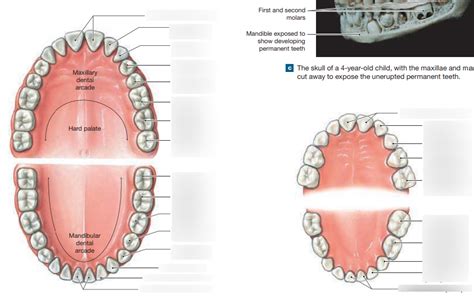 Deciduous And Adult Teeth Diagram Quizlet