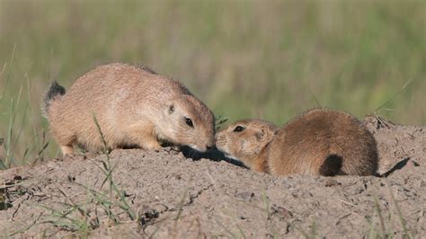 In the wild, prairie dogs do not drink water. Prairie Dogs | The Humane Society of the United States