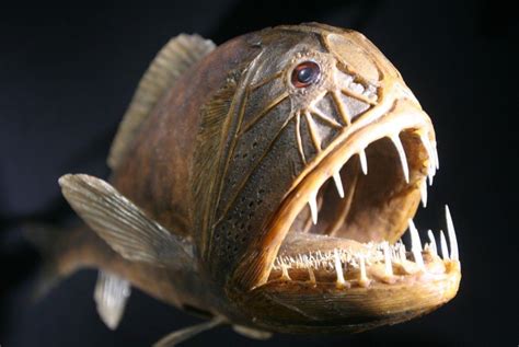 Fangtooth Fish Deep Sea Creatures Creepy Animals Weird Animals