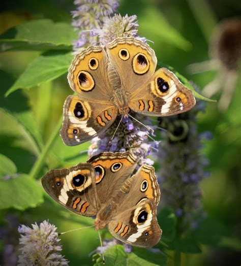 Buckeye Butterfly Pair Photograph By Jack Nevitt Fine Art America