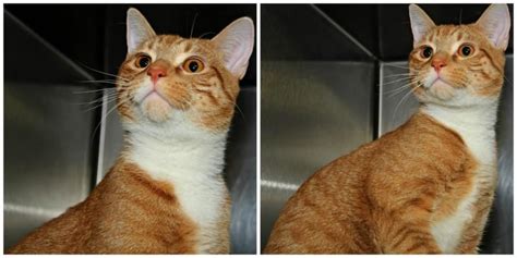 Browse profiles of adoptable cats at willamette humane society. Minino is an adoptable Tabby - Orange searching for a ...
