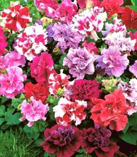 Mix Petunia Double Cascade 130 Seeds Etsy