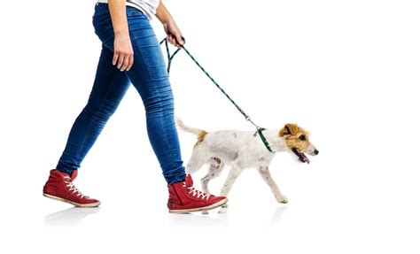 Can I Walk My Dog After Back Surgery Dr Stefano Sinicropi
