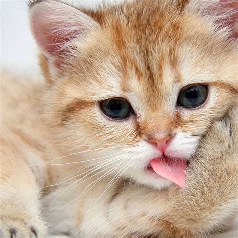 Free Stock Photo Of Animal Cat Cute