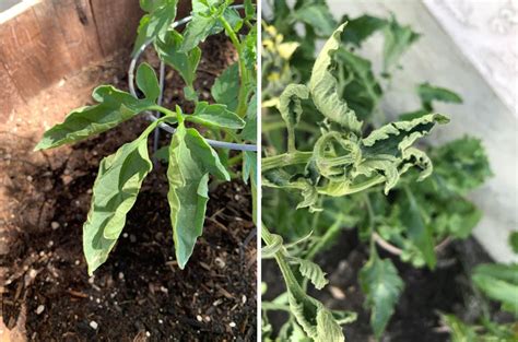 What Causes Leaf Curl On Young Tomato Plants