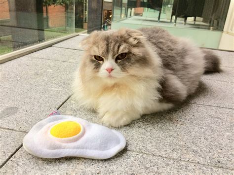 10 x 7cm (l x w). 4cats valerian toy review by cat behaviour expert Anita ...