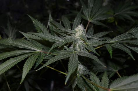 Doctors Choice Dc Kush Grow Diary Journal Week7 By Hzorg Growdiaries