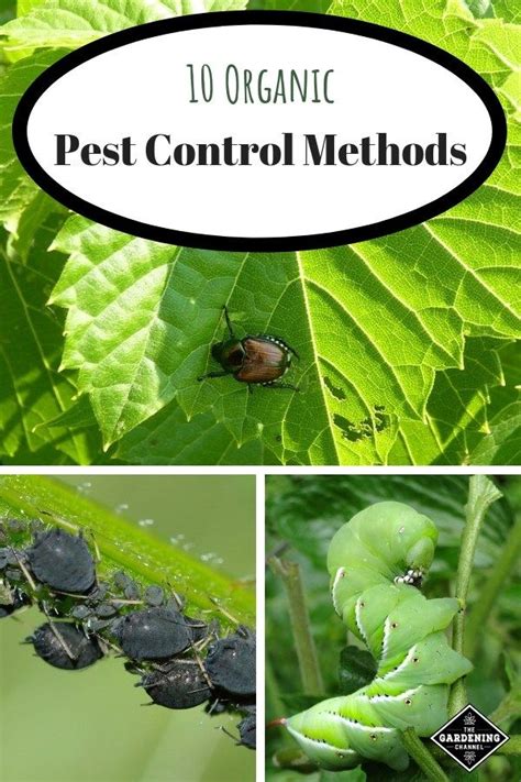 Cultural methods biopesticides and botanicals behavioural methods biological methods. 10 Organic Pest Control Methods to Use in Your Garden ...
