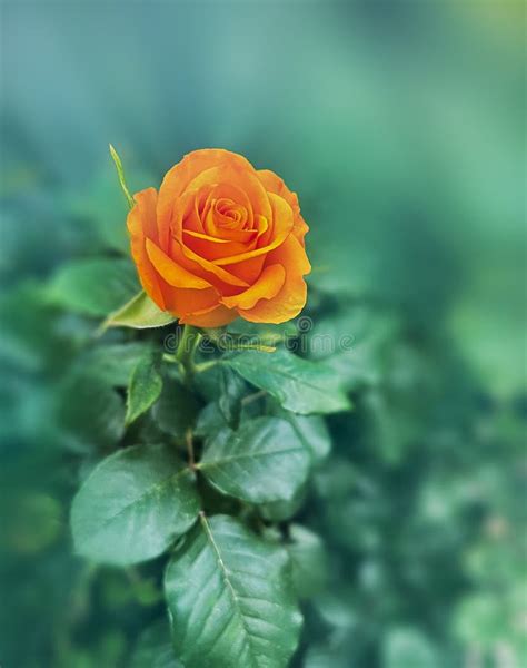 Single Bright Orange Rose Stock Image Image Of Bloom 250307207