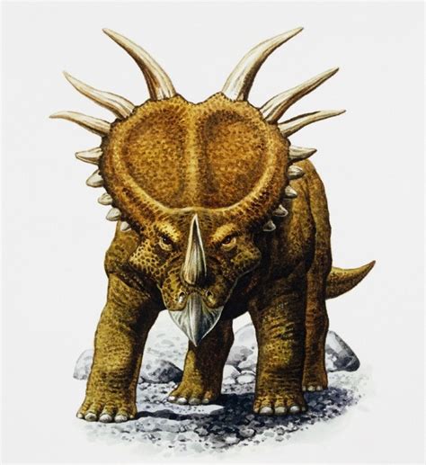 Triceratops Best Size Horns Skull And Dinosaur Fossil Facts Bbc