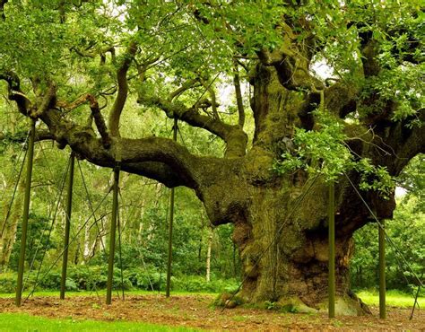 The Uks Oldest And Most Historic Ancient Trees Wanderlust Big Tree